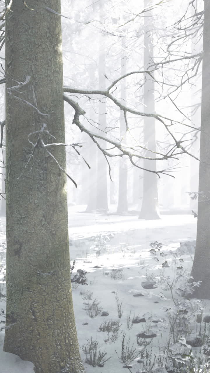 Majestic winter forest filled with snow and soft sunlight