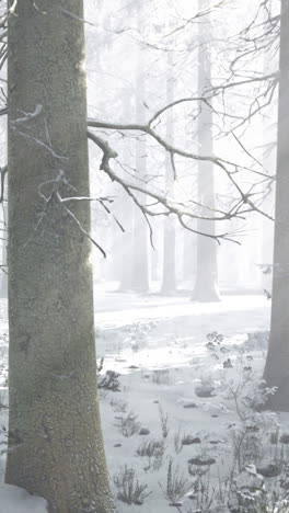 majestic winter forest filled with snow and soft sunlight