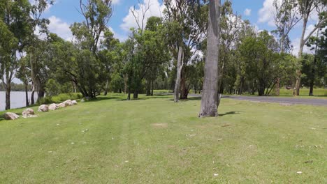 escena de parque pacífico con vegetación exuberante y árboles