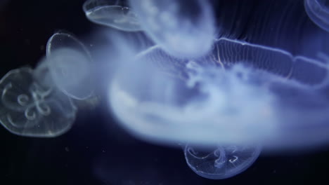 jellyfish in aquarium