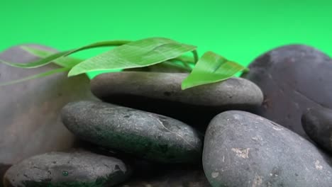 Green-leaf-on-rock-blowing-in-the-wind