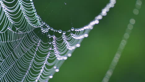 close-up of a spiderweb with dew drops against a green background