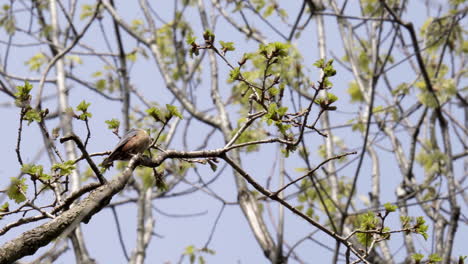 Trepatroncos-Canta-En-Lo-Alto-De-Un-árbol-Con-El-Viento-Moviéndose-A-Través-De-Las-Ramas