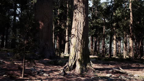 un bosque denso y majestuoso con árboles altos