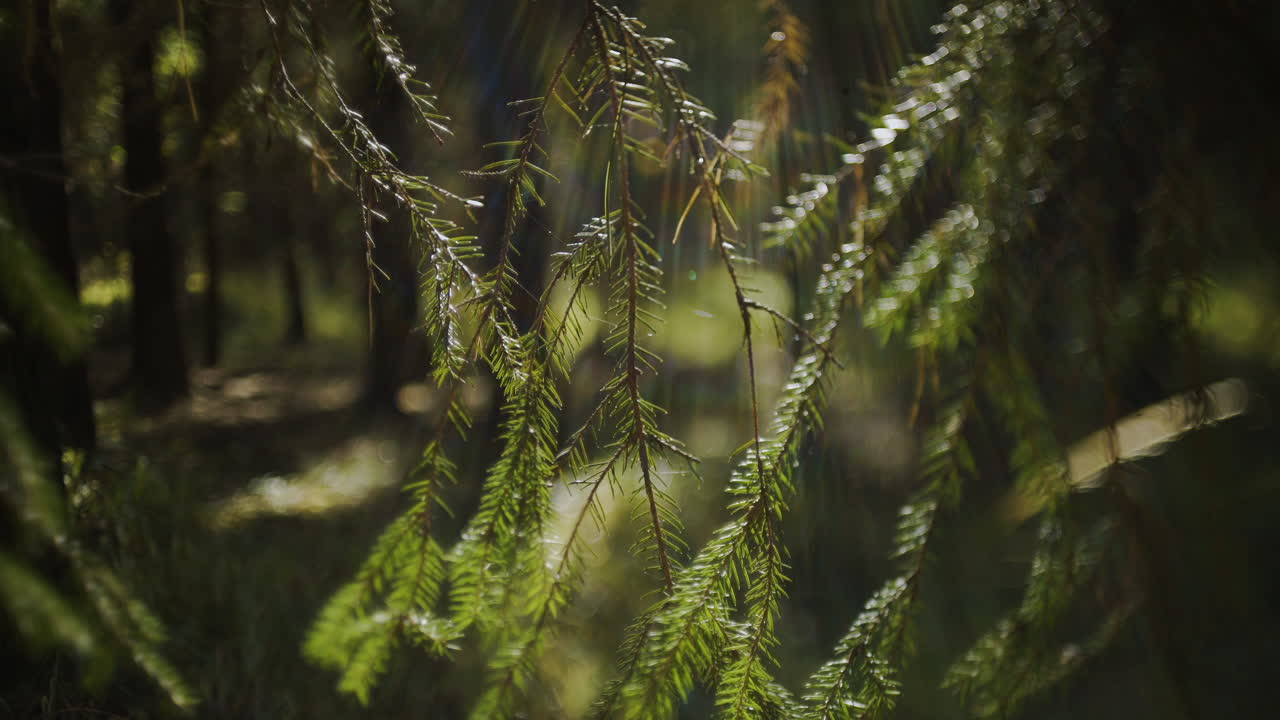 Close-up of Green Spruce Branches in Sunny Forest