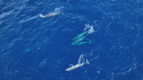 group of sperm whales blow and dives down into azure blue ocean waters