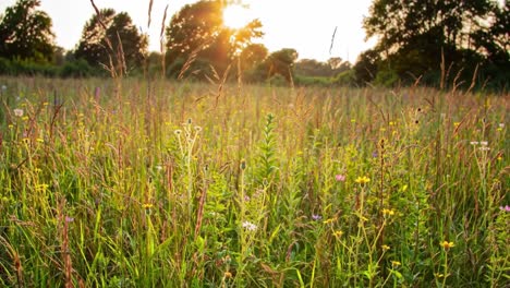 sunset meadow flowers