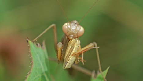 Primer-Plano-De-Una-Mantis-Religiosa-Comiendo-Un-Grillo-Parado-Sobre-Una-Hoja