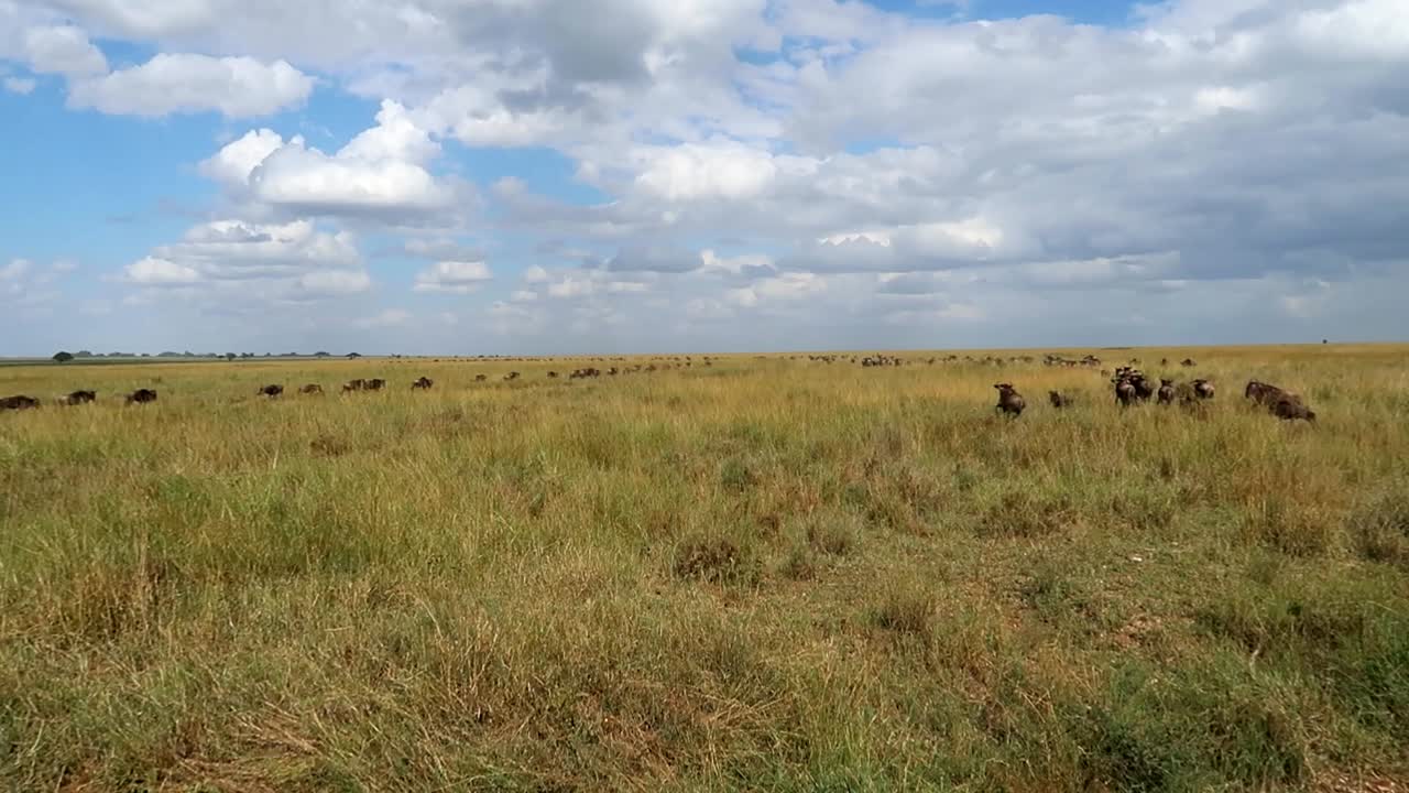 Slowmotion shot of a herd of wildebeests running away through the Serengeti