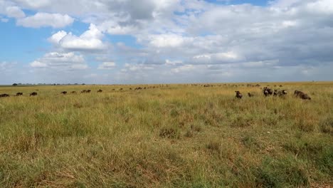 slowmotion shot of a herd of wildebeests running away through the serengeti