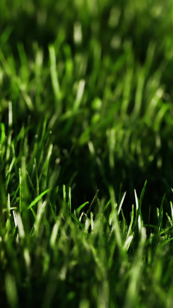 Terävät vihreät ruohonkorte kimmeltävien kastepisaroiden peitossa, tarkennus kohdallaan