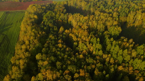 beautiful forest among farmland fields on sunny and foggy morning aerial drone shot