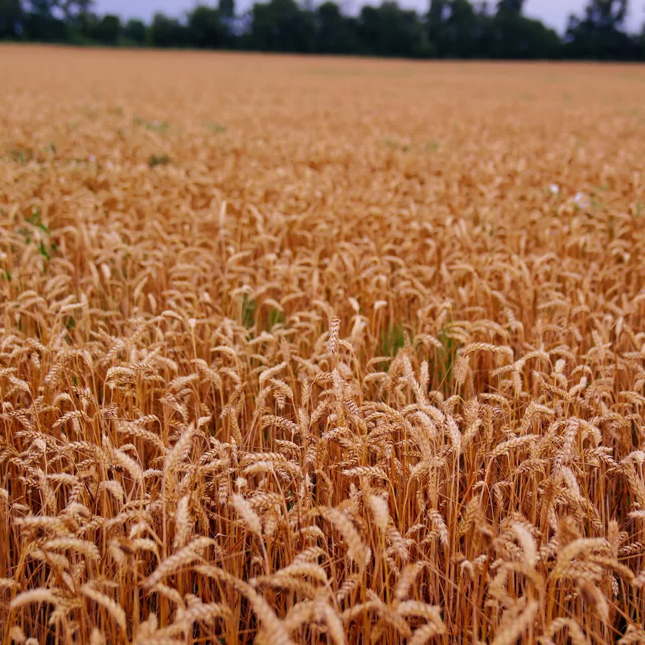Wheat field background in harvesting season. Dry ears of wheat ready for harvest. Agriculture landscape. Ripe crop. Rural scene