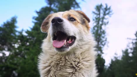 Unique-high-angle-medium-shot-of-a-white-Himalayan-dog-in-natural-setting