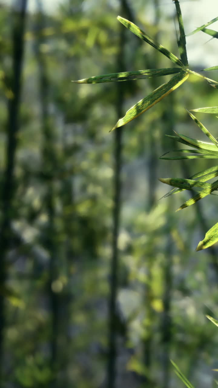 Primo piano su foglie di bambù verdi in una foresta durante il giorno.