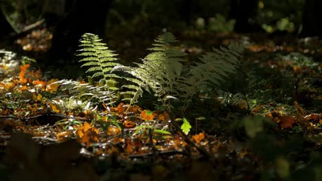 helechos verdes balanceándose en el viento, bosque de pinos costeros en un día soleado de otoño, rayos de sol duros, estado de ánimo místico, tiro de mano medio distante
