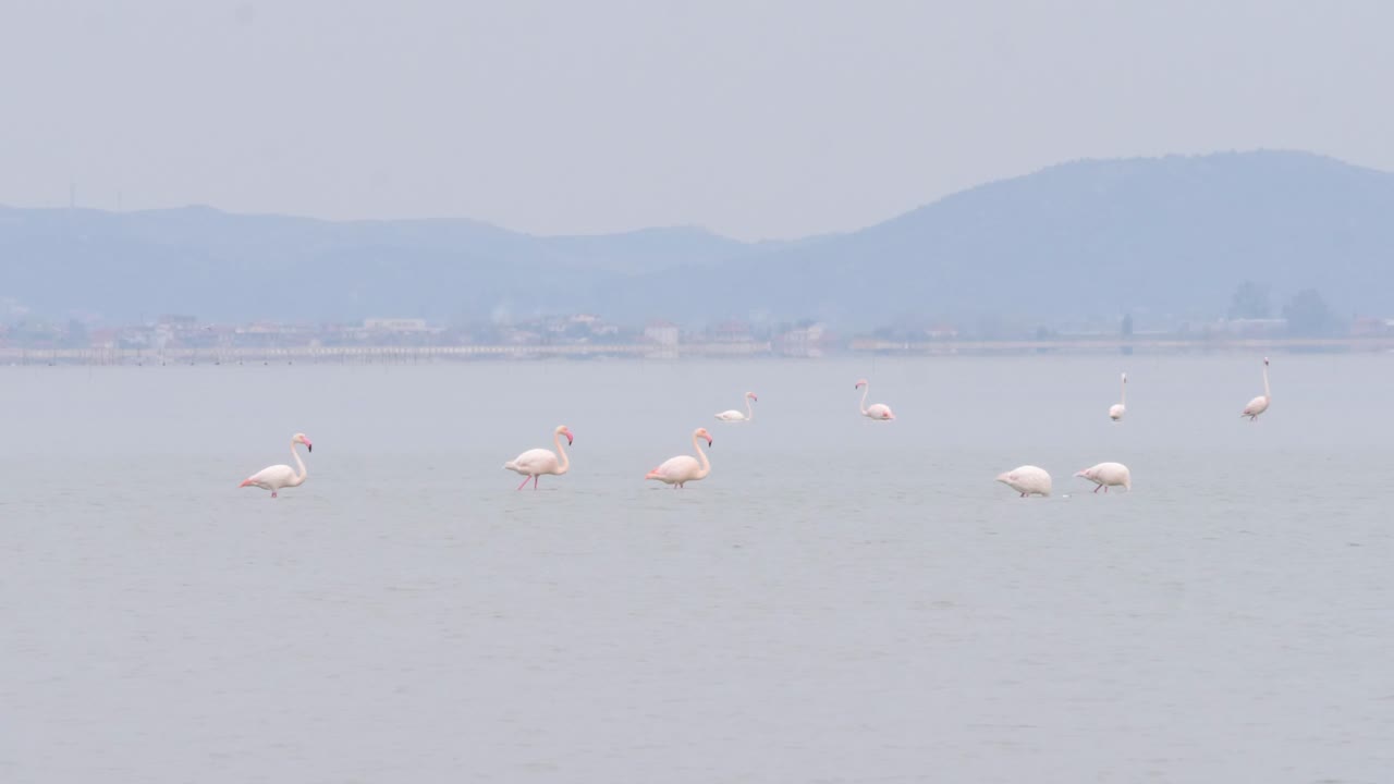 Flamingo walk in shallow water, Wild Greater flamingo in the salt lake, Nature Wildlife safari