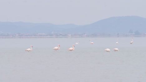 flamingo walk in shallow water, wild greater flamingo in the salt lake, nature wildlife safari
