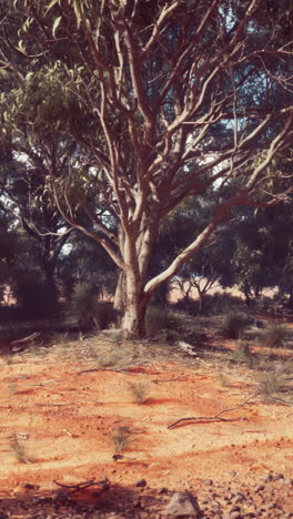 paesaggio di alberi e terra rossa dell'entroterra australiano