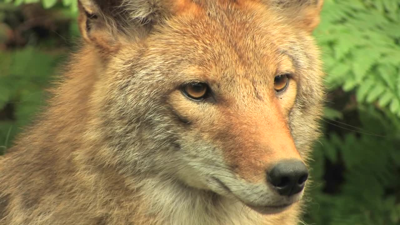 койот в лесу днем