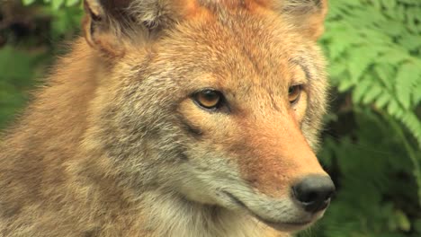 A-coyote-in-a-forest-at-day