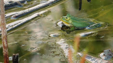 una rana verde se sienta tranquilamente en el agua de un estanque, rodeada de vegetación acuática natural