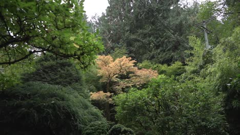 tracking shot of trees changing color in a japanese garden during autumn