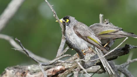 Laute-Bergmannsvögel-In-Einem-Toten-Baum