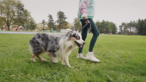 a child walks with a sheepdog on a leash in the autumn park