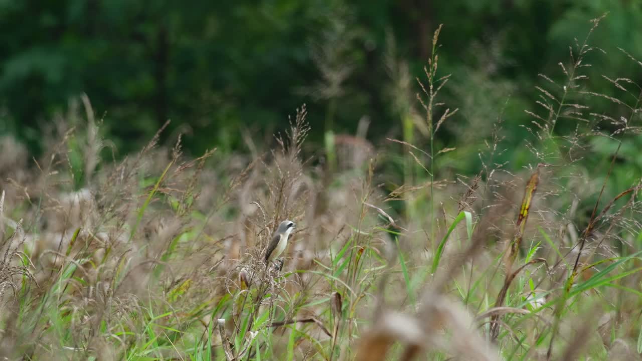 mirando hacia la derecha mientras se ve en lo profundo de la pradera en busca de su presa para alimentarse, camarón marrón lanius cristatus, tailandia
