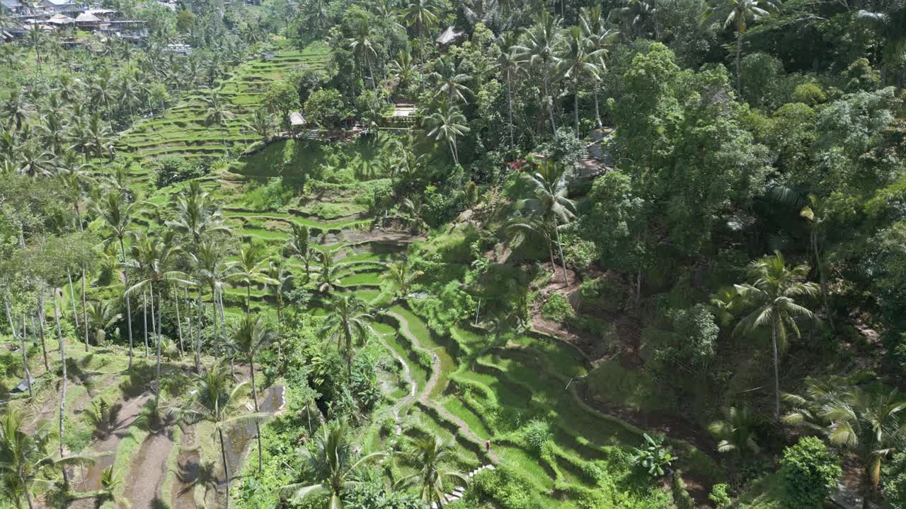 Ripresa aerea di una risaia a Bali.