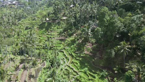 aerial shot of rice field in bali