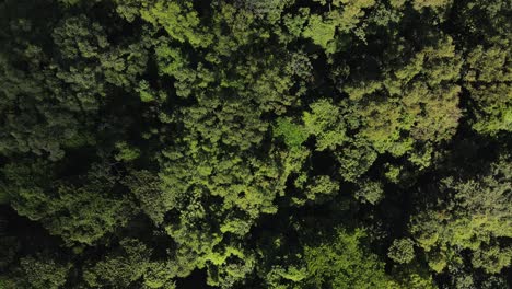 the fragrant tropical rainforest of costa rica captured in ultra high definition from above