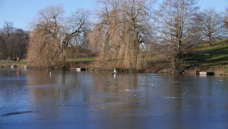 birds on frozen lake