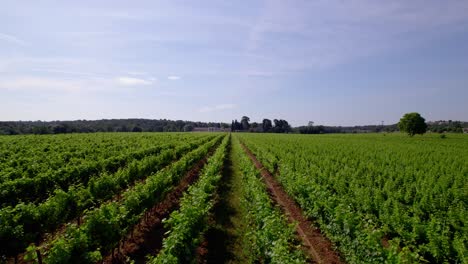 Aerial-drone-view-of-lines-of-green-vines-in-a-vast-vineyard,-sky-in-the-background