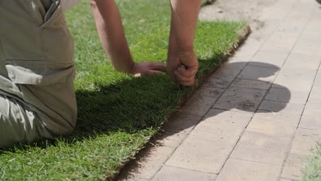 roll of new natural grass turf installed by professional gardener. landscaping industry.