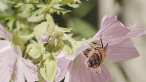 una abeja ocupada está recolectando polen de flores silvestres rosas