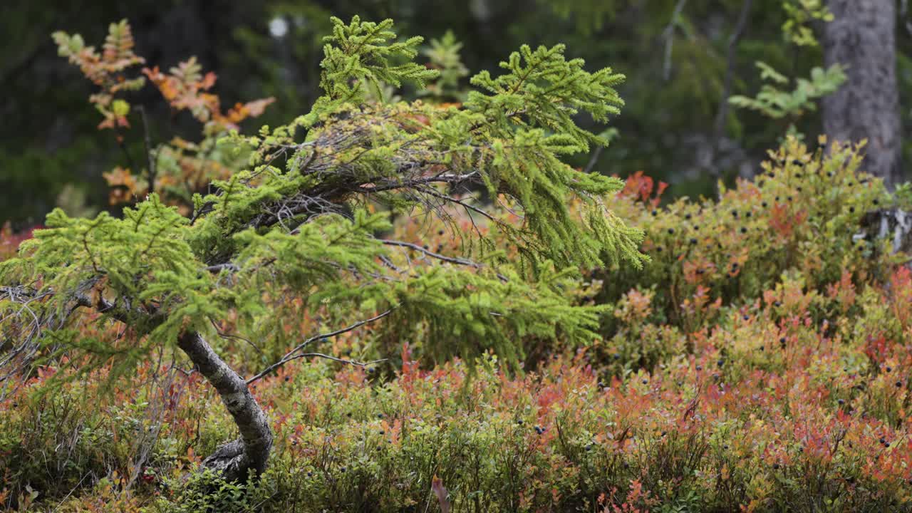 A small twisted pine tree in the colorful autumn tundra. Parallax shot, bokeh background.
