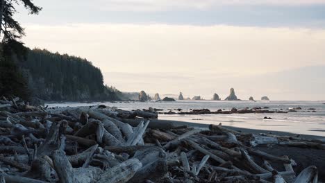 Tiro-Inclinado-Que-Revela-La-Hermosa-Tercera-Playa-En-Horquillas,-Washington-Con-Arena-Dorada,-Grandes-Acantilados-Con-Pinos-Y-Formaciones-Rocosas-En-El-Agua-Con-Un-Montón-De-Madera-A-La-Deriva-En-Una-Mañana-De-Verano