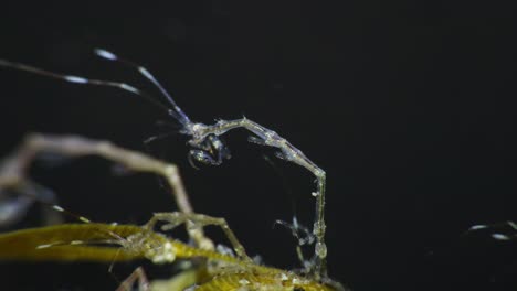 closeup of skeleton shrimp feeding on algae