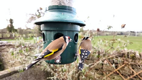 european goldfinches fighting over bird feeder in a back garden