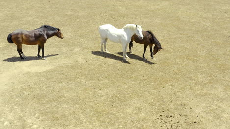 ¿qué es un caballo sin su escuadrón?