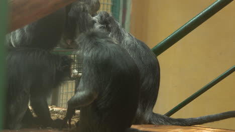 primer plano de la familia de monos en jaula del zoológico cenando por la noche