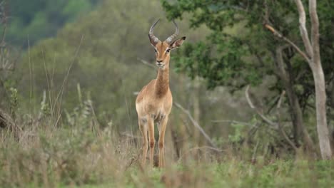 alerta al peligro, el impala con cuernos en espiral se une a otros de la manada