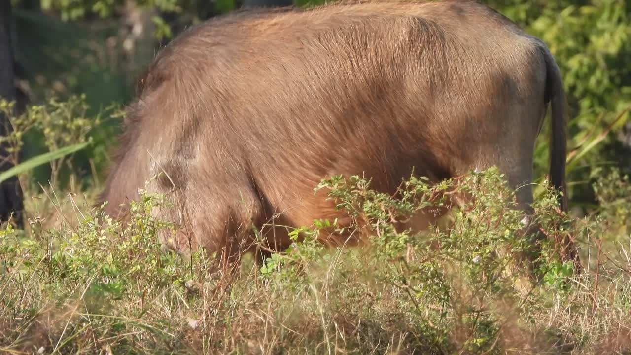 búfalo comiendo hierba - patas