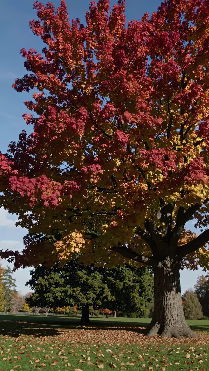 A low-angle video captures a vibrant autumn tree with red and yellow leaves against a clear blue