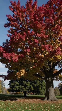 a low-angle video captures a vibrant autumn tree with red and yellow leaves against a clear blue