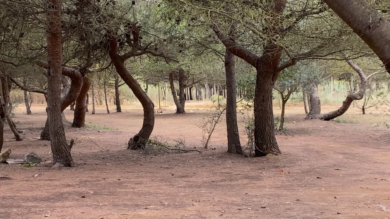 Bellissimo parco naturale pulito e dai colori vivaci, molto calmo e pacifico nel cuore della città a Cascais