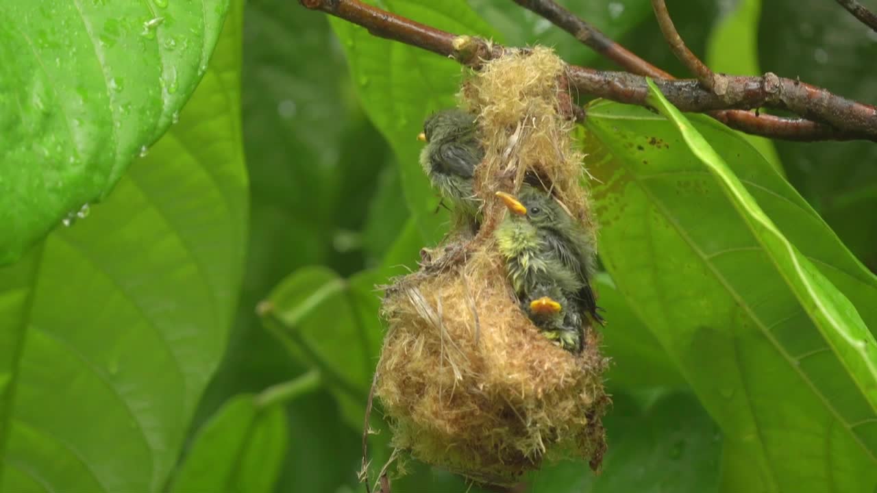 polluelos de flor de vientre naranja en un nido bajo las gotas de lluvia