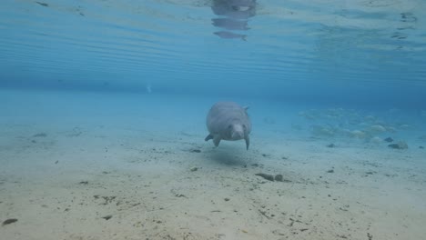 a lone manatee spins slowly in the crystal-clear freshwater spring, kicking up sand from the bottom